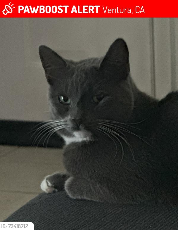 Lost Male Cat last seen Alyssum lane, Ventura, CA 93004