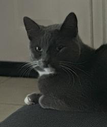 Lost Male Cat last seen Alyssum lane, Ventura, CA 93004