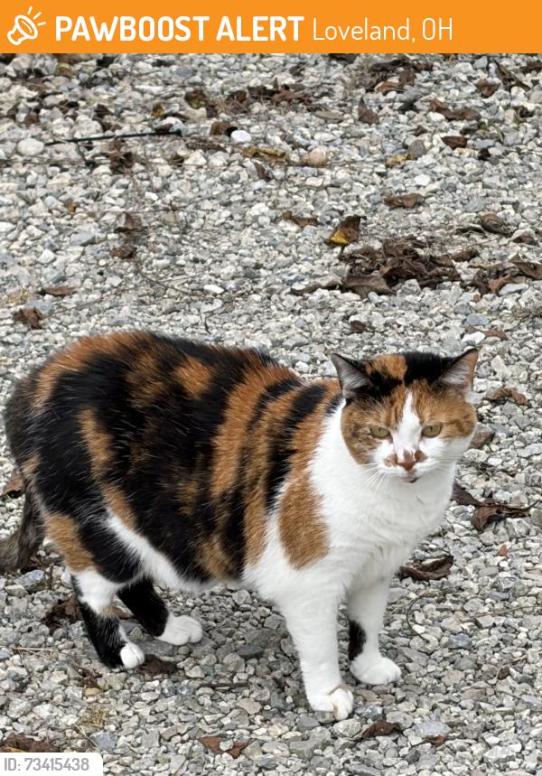 Found/Stray Female Cat last seen Fasten Pro Roofing next to Miami Riverview Park on Branch Hill Loveland Road, Loveland OH, Loveland, OH 45140