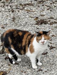 Found/Stray Female Cat last seen Fasten Pro Roofing next to Miami Riverview Park on Branch Hill Loveland Road, Loveland OH, Loveland, OH 45140
