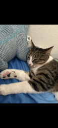 Lost Female Cat last seen Alyssum lane, Ventura, CA 93004
