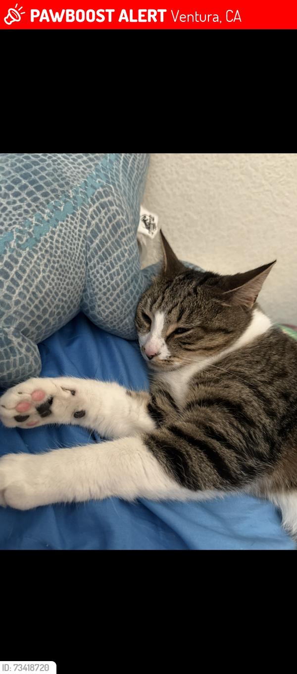 Lost Female Cat last seen Alyssum lane, Ventura, CA 93004