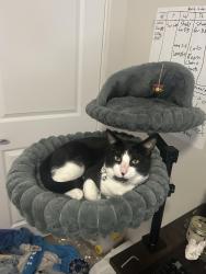 Lost Male Cat last seen Hardy and Second Street, Tempe, AZ 85281