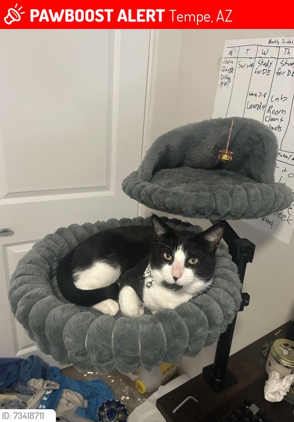 Lost Male Cat last seen Hardy and Second Street, Tempe, AZ 85281