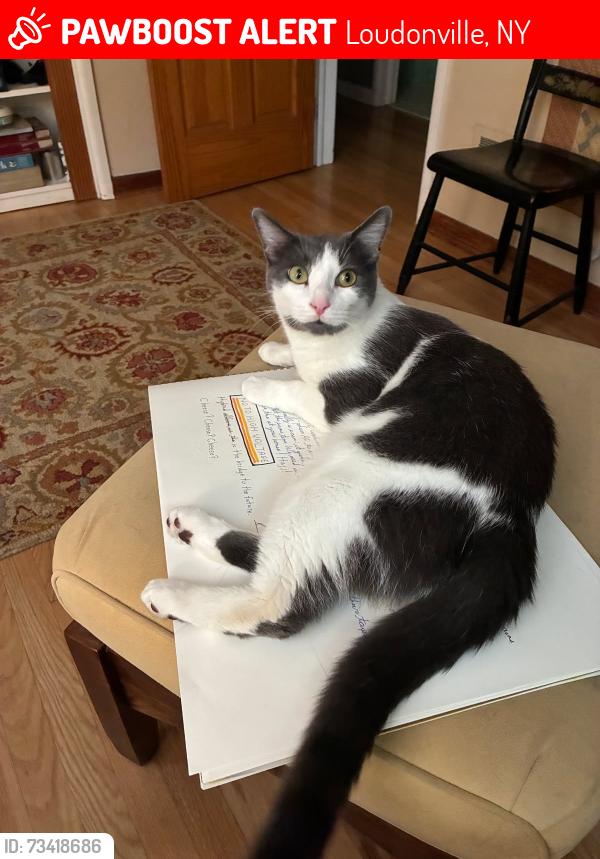 Lost Male Cat last seen Off of Maxwell, Loudonville, NY 12110