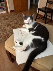 Lost Male Cat last seen Off of Maxwell, Loudonville, NY 12110