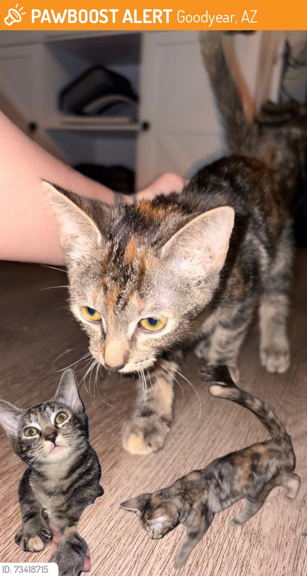 Found/Stray Unknown Cat last seen Royal Palm Middle School, Goodyear, AZ 85338
