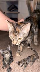 Found/Stray Unknown Cat last seen Royal Palm Middle School, Goodyear, AZ 85338