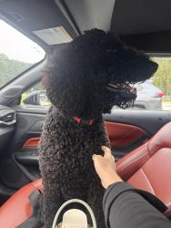 Found/Stray Male Dog last seen Saint James Avenue, Goose Creek, SC 29445