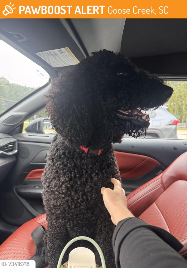 Found/Stray Male Dog last seen Saint James Avenue, Goose Creek, SC 29445