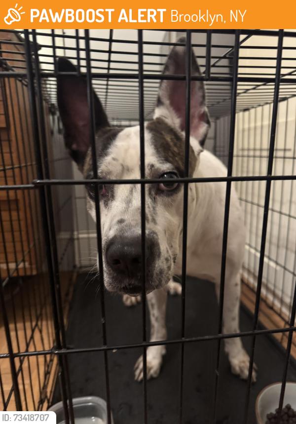 Found/Stray Male Dog last seen Bedford Ave and Dekalb Ave, Brooklyn, NY 11205