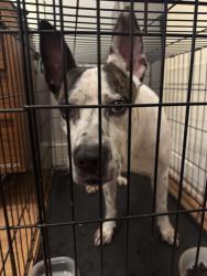 Found/Stray Male Dog last seen Bedford Ave and Dekalb Ave, Brooklyn, NY 11205