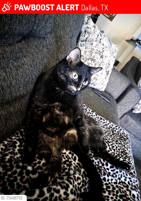 Lost Female Cat last seen Kelly Blvd, Dallas, TX 75287