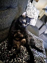 Lost Female Cat last seen Kelly Blvd, Dallas, TX 75287