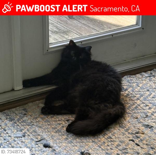 Lost Male Cat last seen 27th and T Street, Sacramento, CA 95816