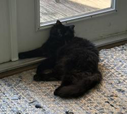 Lost Male Cat last seen 27th and T Street, Sacramento, CA 95816