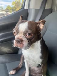 Found/Stray Male Dog last seen Gordon st, Allentown, PA 18104