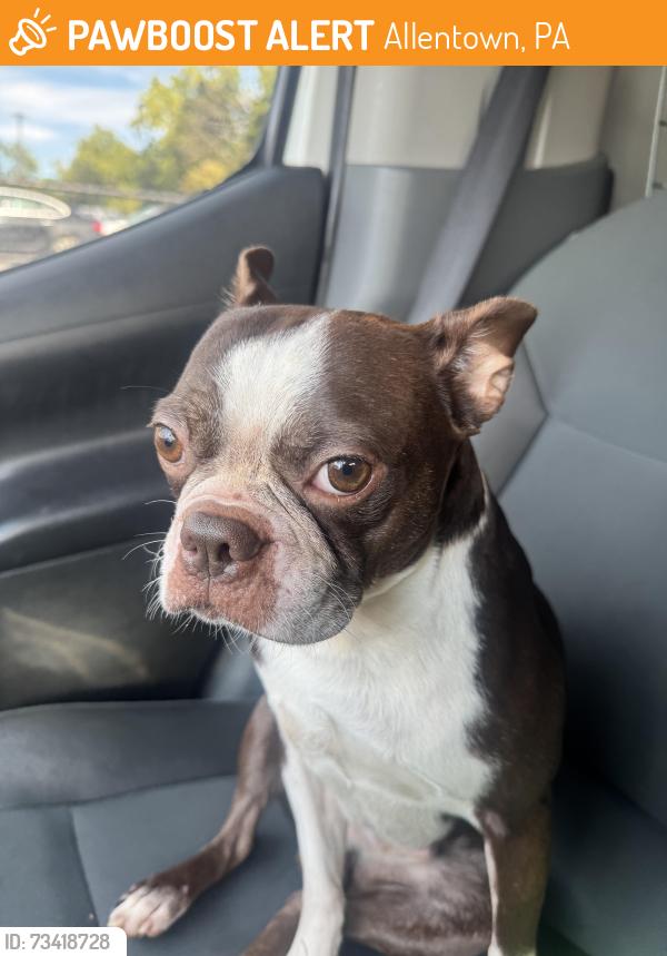 Found/Stray Male Dog last seen Gordon st, Allentown, PA 18104