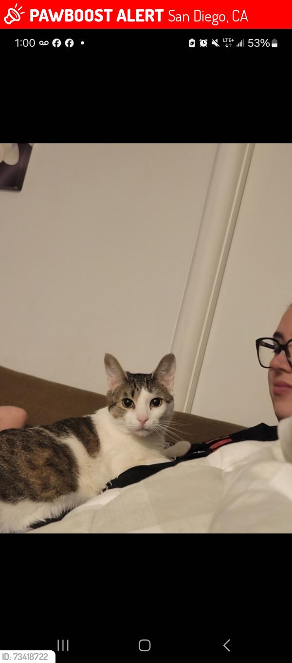 Lost Female Cat last seen Sunnyside and grandview, San Diego, CA 92114