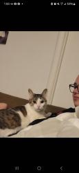 Lost Female Cat last seen Sunnyside and grandview, San Diego, CA 92114