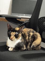 Reunited Female Cat last seen Australian avenue, West Palm Beach, FL 33407