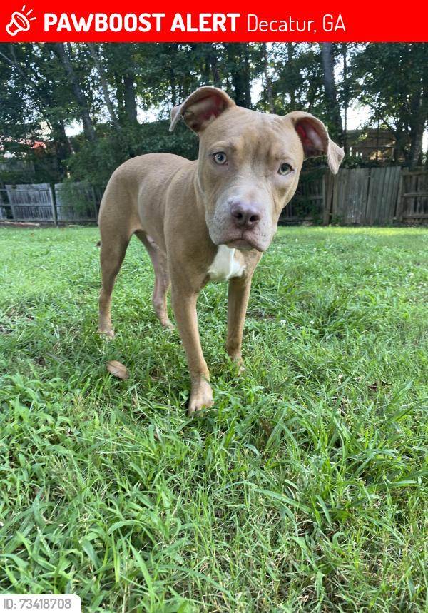 Lost Male Dog last seen Covington Hwy, South Hairston, Decatur,, Decatur, GA 30035