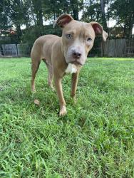 Lost Male Dog last seen Covington Hwy, South Hairston, Decatur,, Decatur, GA 30035