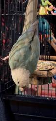 Lost Unknown Bird last seen Starlight av and Carina way in Sundance., Beaumont, CA 92223