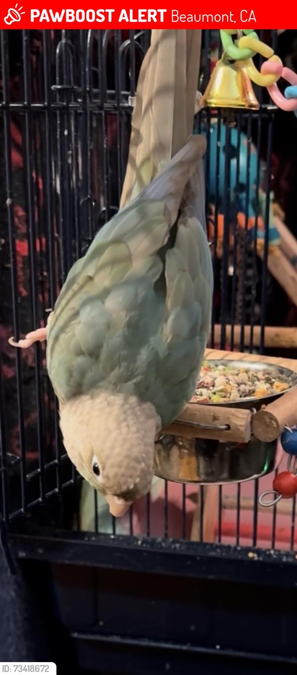 Lost Unknown Bird last seen Starlight av and Carina way in Sundance., Beaumont, CA 92223