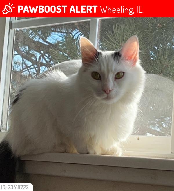 Lost Female Cat last seen Spruce Dr/Oboe Ct, Wheeling, IL 60090