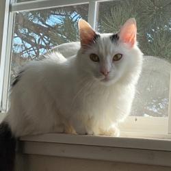 Lost Female Cat last seen Spruce Dr/Oboe Ct, Wheeling, IL 60090