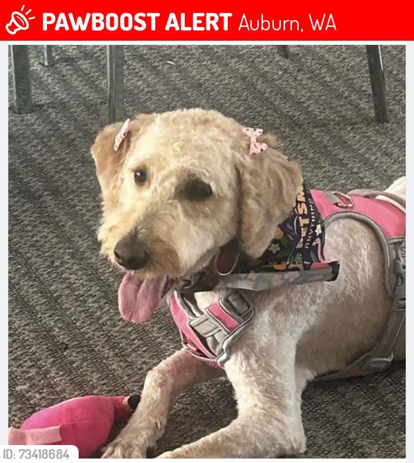 Lost Female Dog last seen 298th and 32 nd pl s, Auburn, WA 98001