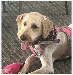 Lost Female Dog last seen 298th and 32 nd pl s, Auburn, WA 98001