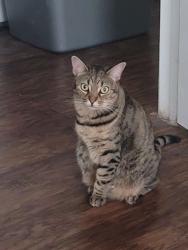 Reunited Female Cat last seen Romberg street and prospect street, Seguin, TX 78155