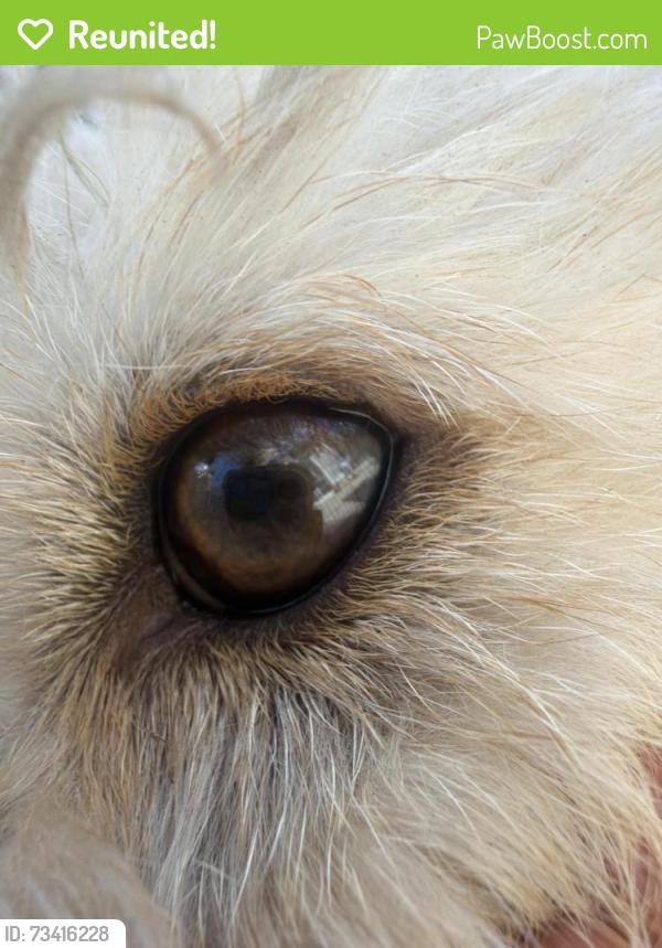 Reunited Male Dog last seen Limonite, Jurupa Valley, CA 91752
