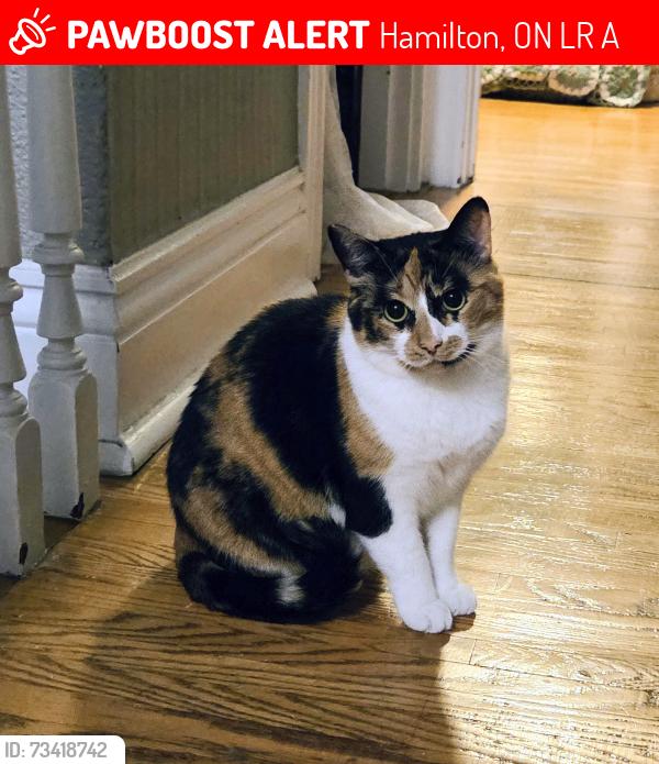Lost Female Cat last seen Locke St North and Peter, Hamilton, ON L8R 3A6