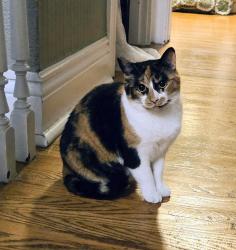 Lost Female Cat last seen Locke St North and Peter, Hamilton, ON L8R 3A6
