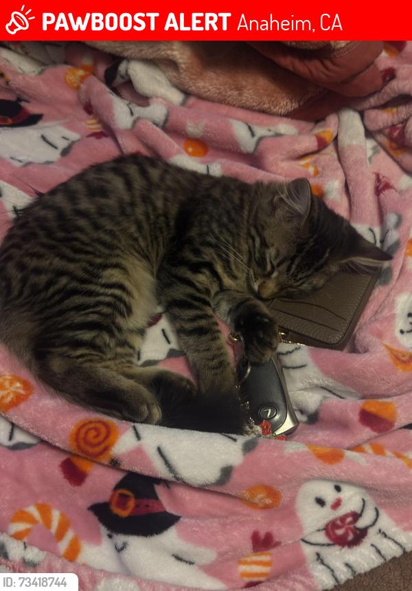 Lost Unknown Cat last seen ball yardley, Anaheim, CA 92804