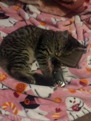 Lost Unknown Cat last seen ball yardley, Anaheim, CA 92804
