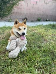 Lost Male Dog last seen Yes, Anaheim, CA 92815