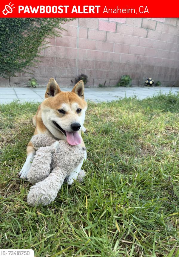 Lost Male Dog last seen Yes, Anaheim, CA 92815