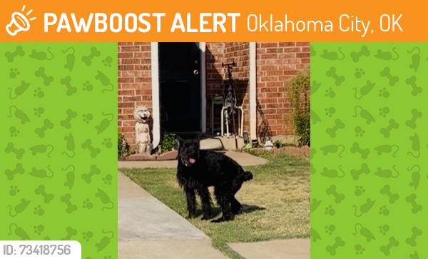 Found/Stray Unknown Dog last seen Bell Ave, Mayberry II Addition (near Rockwell & Memorial Rd), Oklahoma City, OK 73142