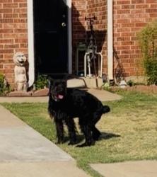 Found/Stray Unknown Dog last seen Bell Ave, Mayberry II Addition (near Rockwell & Memorial Rd), Oklahoma City, OK 73142