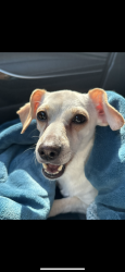 Lost Female Dog last seen Near Pala Ave San Jose, CA 95127 United States, San Jose, CA 95127