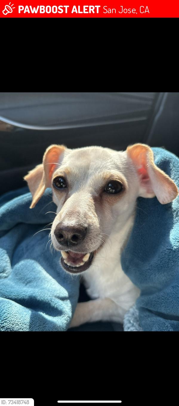 Lost Female Dog last seen Near Pala Ave San Jose, CA 95127 United States, San Jose, CA 95127
