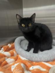 Found/Stray Female Cat last seen Church Avenue and East 18th St, Brooklyn, NY 11226