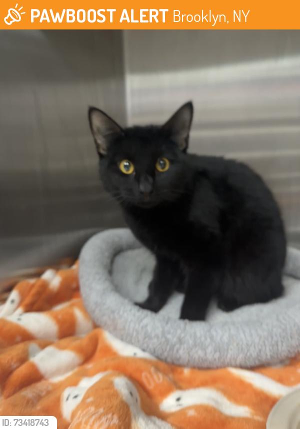 Found/Stray Female Cat last seen Church Avenue and East 18th St, Brooklyn, NY 11226