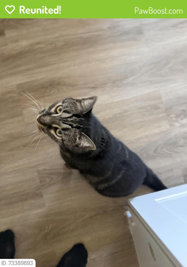 Reunited Male Cat last seen Grainger and seventh, Knoxville, TN 37917