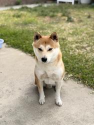 Lost Male Dog last seen Anahiem, Anaheim, CA 92805