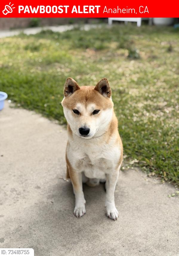Lost Male Dog last seen Anahiem, Anaheim, CA 92805